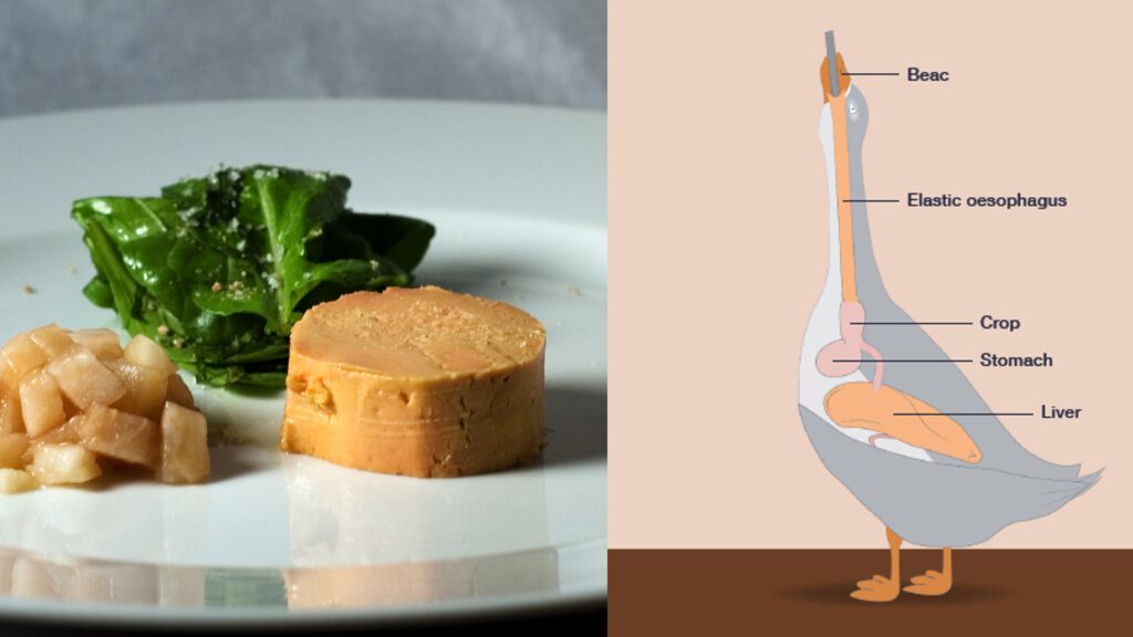 Links sieht man eine Foie gras Pastete auf einem weißen Teller, serviert mit einem grünen Blatt und Apfelkompott. Rechts sieht man eine schematische Darstellung von Zwangsfütterung einer Ente, mit einem Rohr im Hals
